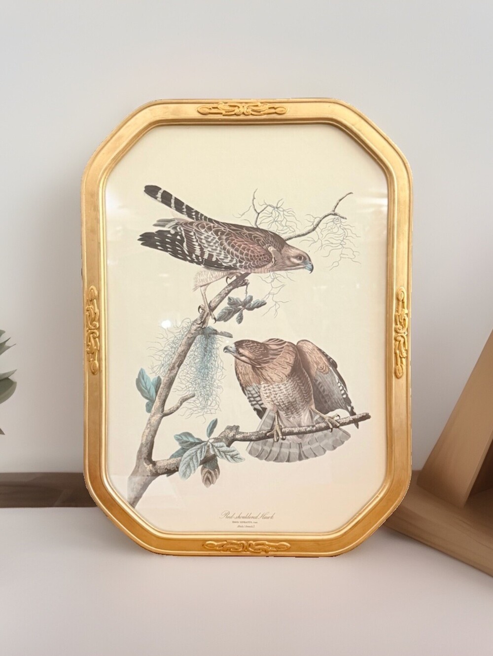 Vintage John Audubon Red Shouldered Hawk Bird Art Print Gold Frame 22x15” 1950s